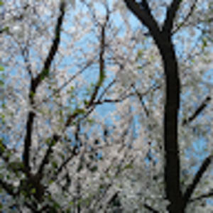 Meet your Posher, Summer